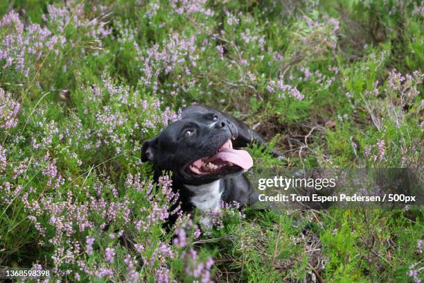 high angle view of staffordshire bull terrier on field,oslo,norway - staffordshire bull terrier stock pictures, royalty-free photos & images