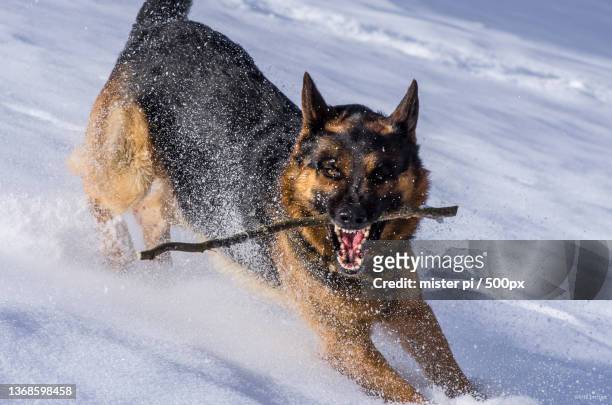 german shepherd,portrait of dog running on snow covered field - german shepherd angry photos et images de collection