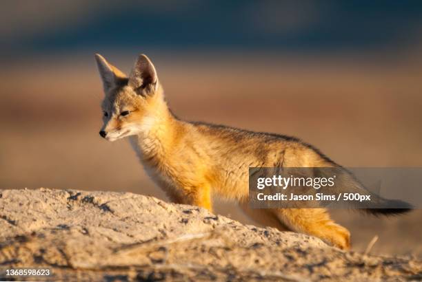 kit fox pup,side view of red fox on land,salt lake city,utah,united states,usa - jason fuchs stock-fotos und bilder