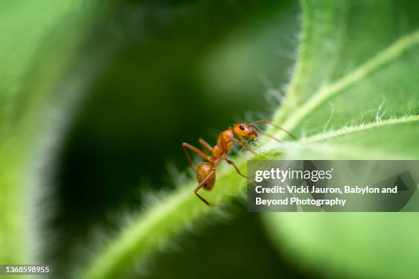 amazing close up of red fire ant on lush green leaves in exton, pennsylvania - fire ant stock pictures, royalty-free photos & images