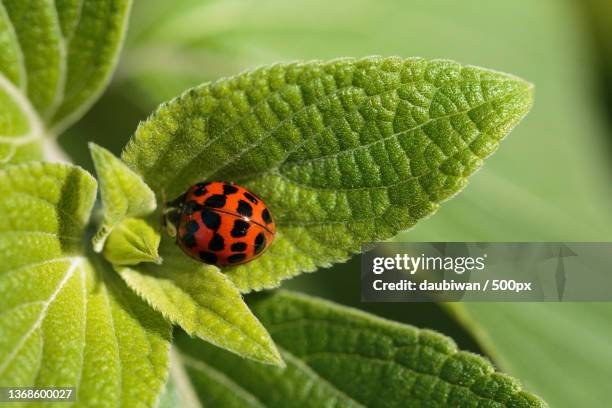 spotted,close-up of ladybug on leaf,nantes,pays de la loire,france - ladybird fotografías e imágenes de stock