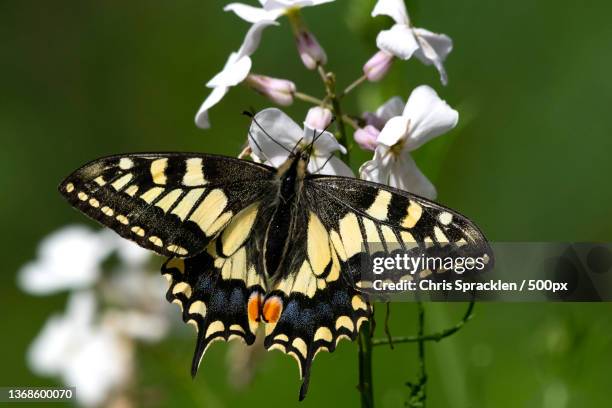 british swallowtail,strumpshaw fen,close-up of butterfly pollinating on flower,norfolk,united kingdom,uk - old world swallowtail stock pictures, royalty-free photos & images