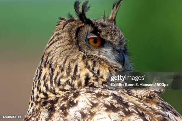 close-up of eagle great horned owl,denmark - eurasian eagle owl stockfoto's en -beelden