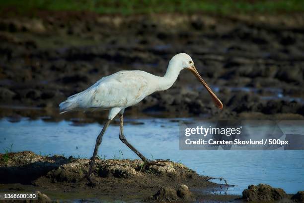 spoon bill,side view of spoonbill perching in lake,israel - ヘラサギ ストックフォトと画像