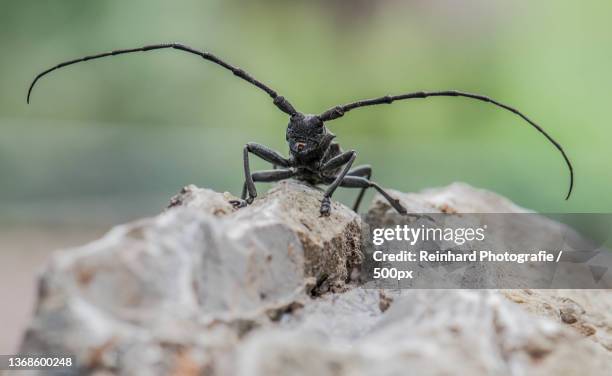 bockkfer am berg,close-up of insect on rock,cascina,toscana,italy - longicorne photos et images de collection