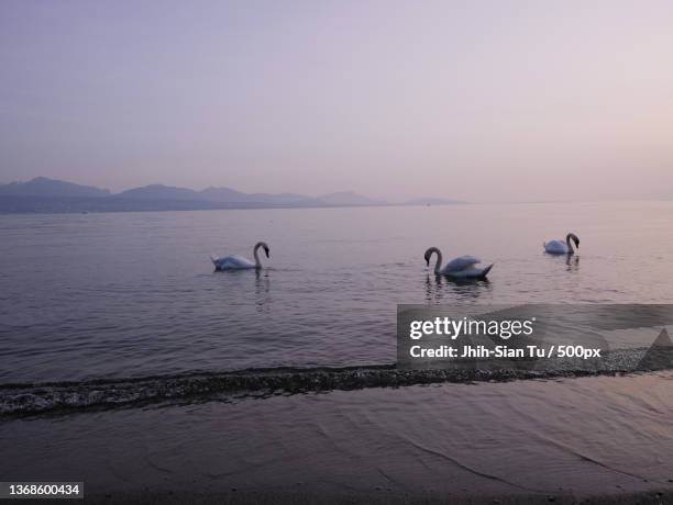 scenic view of sea against sky during sunset,lausanne,switzerland - lausanne stock pictures, royalty-free photos & images