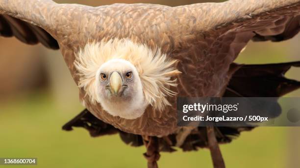 buitre leonado,close-up portrait of owl perching outdoors - pluma stock pictures, royalty-free photos & images