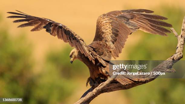 milano negro,close-up of tawny eagle perching on branch - pluma stock pictures, royalty-free photos & images