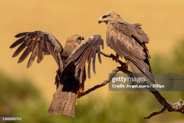 milano negro,close-up of birds perching on branch - pluma stock pictures, royalty-free photos & images