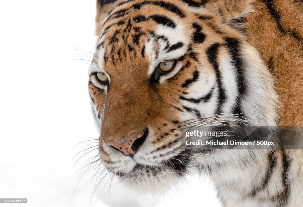 Tiger in the snow,Close-up of tiger against white background