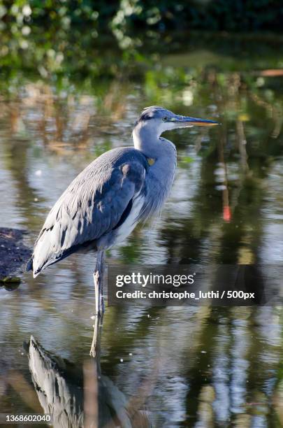 side view of gray heron perching on lake,london,united kingdom,uk - oiseau tropical fotografías e imágenes de stock