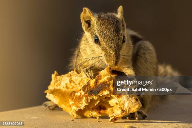 squirrel likes cooked food,close-up of ground squirrel on retaining wall,siddhpur,gujarat,india - siddhpur stock pictures, royalty-free photos & images