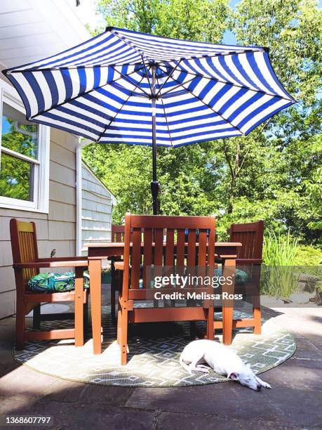 small white dog taking a nap on a sunny patio. - garden umbrella stock pictures, royalty-free photos & images