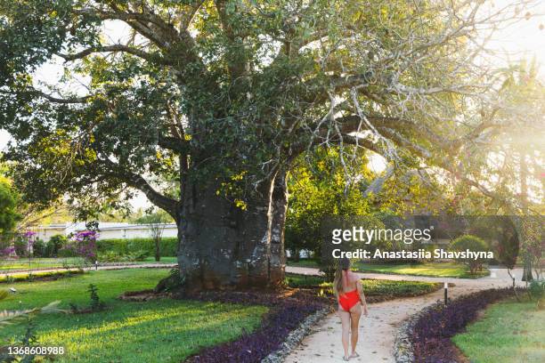female traveler walking in the tropical garden during sunset on zanzibar island, tanzania - baobab tree stock pictures, royalty-free photos & images