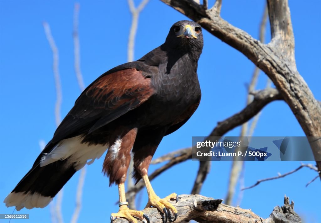 Low angle view of harris hawk of prey perching on tree against clear blue sky,Tucson,Arizona,United States,USA