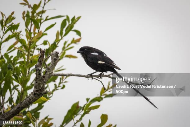 magpie shrike,low angle view of bird perching on plant against clear sky,bushbuckridge,south africa - magpie shrike stock pictures, royalty-free photos & images