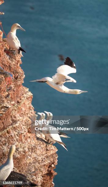 the fall,low angle view of seagulls flying over sea,heligoland,germany - heligoland stock pictures, royalty-free photos & images