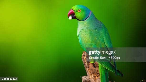 10,813 Green Parrot Photos and Premium High Res Pictures - Getty Images 10,813 Green Parrot Photos and Premium High Res Pictures - Getty Images
