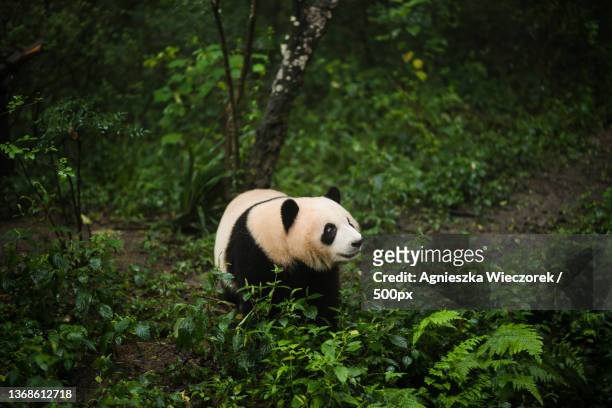 looking for bamboo,portrait of bear standing in forest,chengdu,sichuan,china - panda stock pictures, royalty-free photos & images