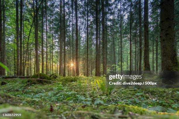 sunset in the woods,trees growing in forest,friedrichshafen,germany - friedrichshafen stock-fotos und bilder