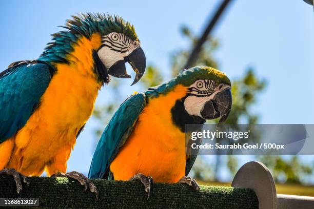 chit chat,close-up of parrots perching on branch,san diego,california,united states,usa - parrot talking stock pictures, royalty-free photos & images