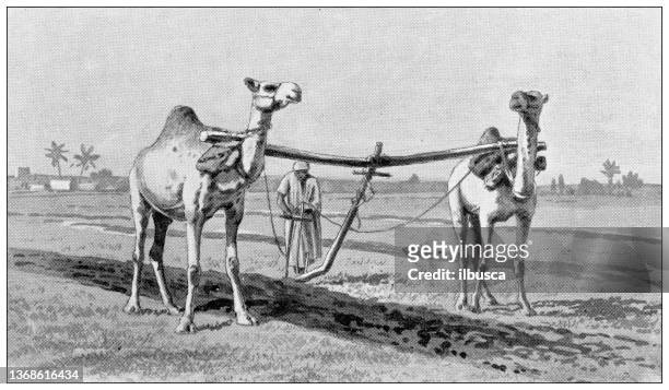 antique travel photographs of egypt: plowing near heliopolis - ancient plow stock illustrations