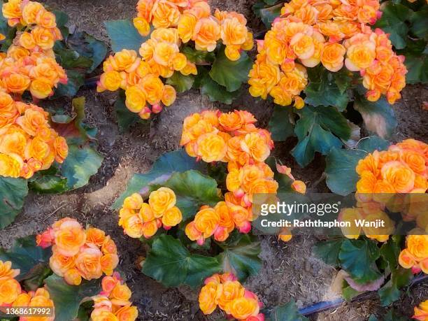 close-up orange begonia  flowers as background. - begonia stock pictures, royalty-free photos & images