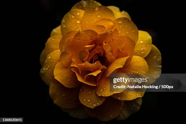 yellow night rose,close-up of wet yellow rose against black background,botanic gardens,australia - green which rose foto e immagini stock