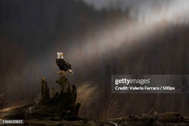 bald eagle,close-up of bald eagle perching on branch,penisola di alaska,alaska,united states,usa - eagle nest foto e immagini stock