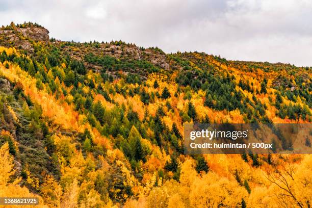 autumn,scenic view of autumn trees against sky,arrowtown,new zealand - new zealand yellow stock-fotos und bilder