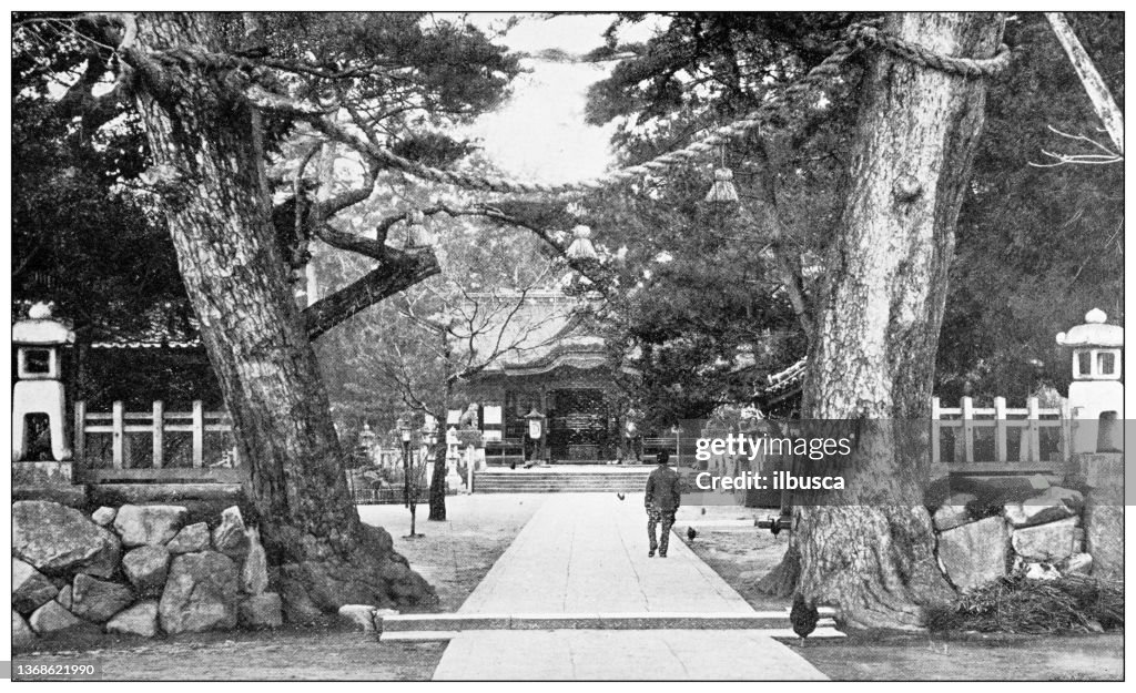 Antique travel photographs of Japan: Centenarian trees