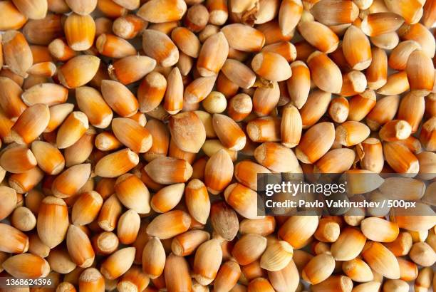 Filbert Kernel 38 Filberts Vs Hazelnuts Stock Photos, High-Res Pictures, and Images ...