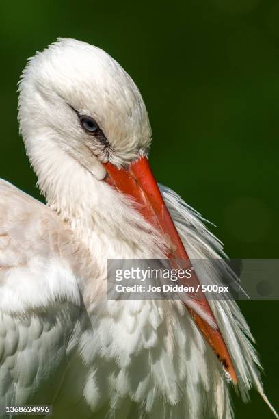 stork,close-up of stork,bomlitz,germany - white stork stock pictures, royalty-free photos & images