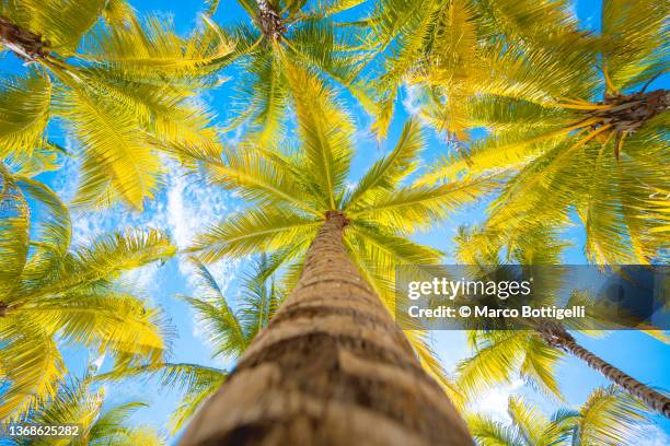 tropical palm trees. low angle view. - fruit exotique photos et images de collection