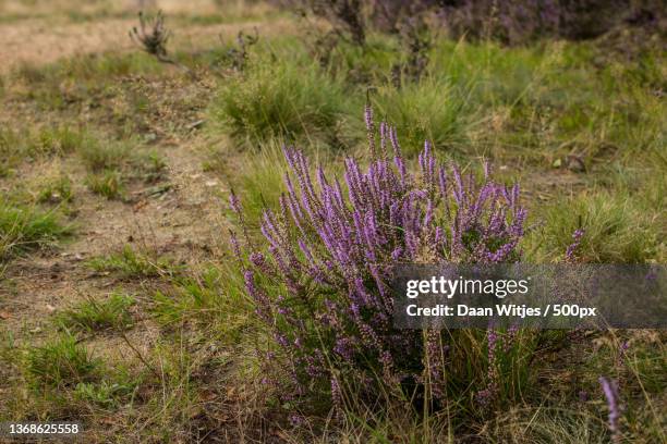 heide in bloei,close-up of purple flowering plants on field,beekhuizenseweg,rheden,netherlands - in bloei stock pictures, royalty-free photos & images