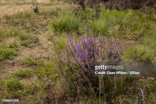 heide in bloei,close-up of purple flowering plants on field,beekhuizenseweg,rheden,netherlands - in bloei 個照片及圖片檔
