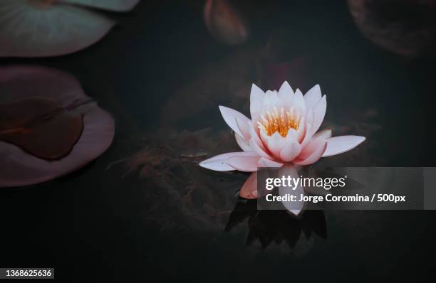 water lily,close-up of lotus water lily in lake,matanzas,cuba - aquatic plant stock pictures, royalty-free photos & images