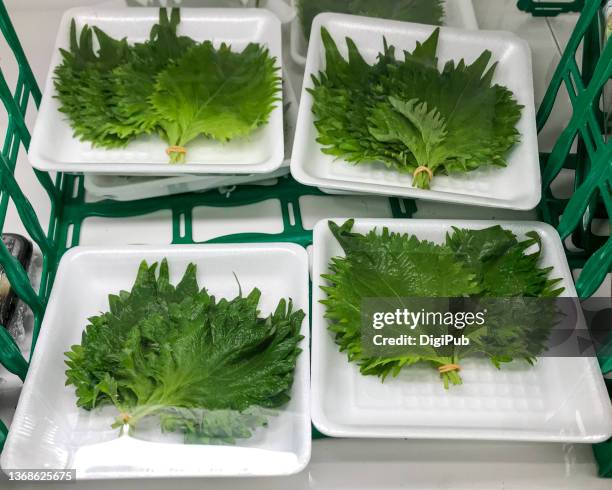 shiso (perilla frutescens) - shiso stock pictures, royalty-free photos & images