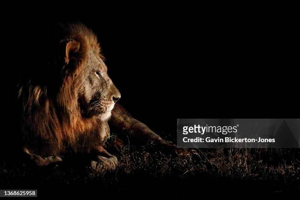 male lion at night - leon fotografías e imágenes de stock