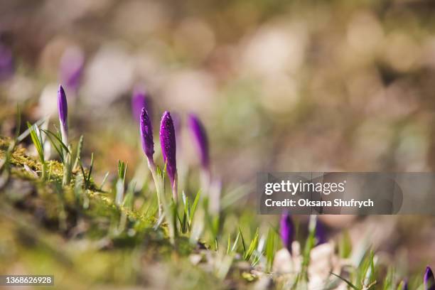 crocus buds and snow at the background - march month fotografías e imágenes de stock