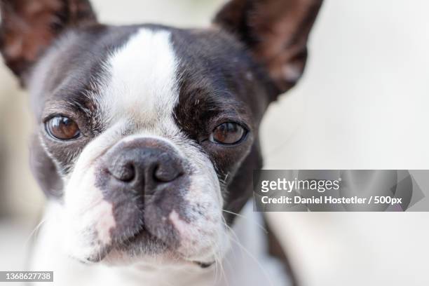 mia in the sun,close-up portrait of boston terrier,new orleans,louisiana,united states,usa - boston terrier photos et images de collection