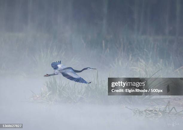 great blue heron,the scenery of wetland,phinizy swamp,united states,usa - great blue heron stock-fotos und bilder