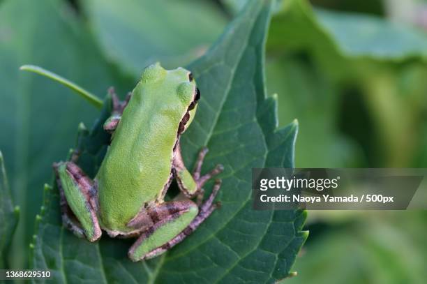 close-up of tree european tree frog on leaf - 背中 stockfoto's en -beelden