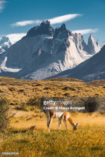 guanaco grazing the grass and paine massif in the background, chilean patagonia - andes stock-fotos und bilder