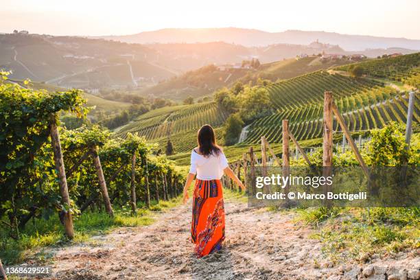 woman walking in vineyards enjoying the sunset, langhe region, piedmont, italy. unesco site - italien stock-fotos und bilder