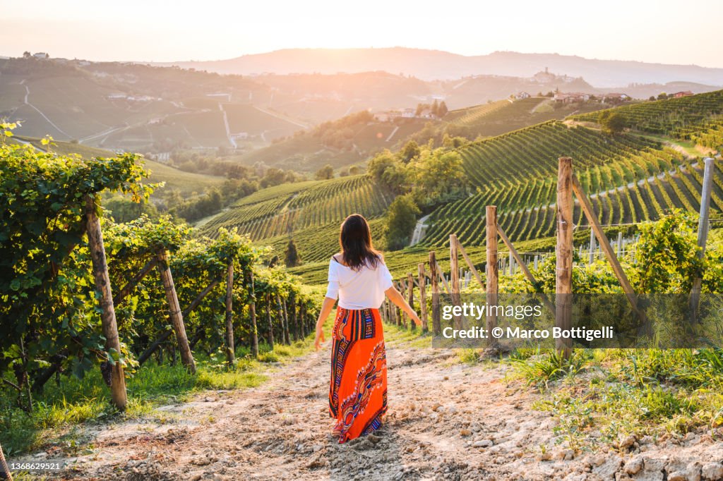 Woman walking in vineyards enjoying the sunset, Langhe region, Piedmont, Italy. Unesco site