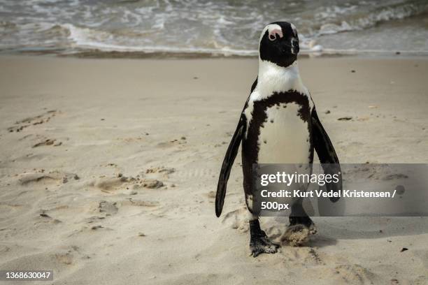 jackass penguin,full length of jackass gentoo magellan sphenisciformes on shore at beach,cape town,south africa - african penguin stock pictures, royalty-free photos & images