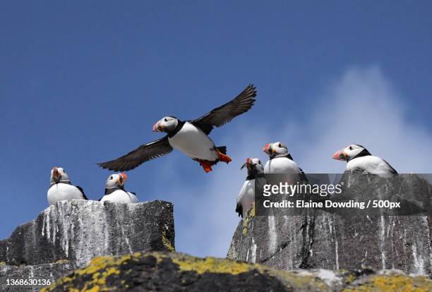 puffin fly past,low angle view of birds perching on rock formation against sky,fife,united kingdom,uk - papageitaucher stock-fotos und bilder