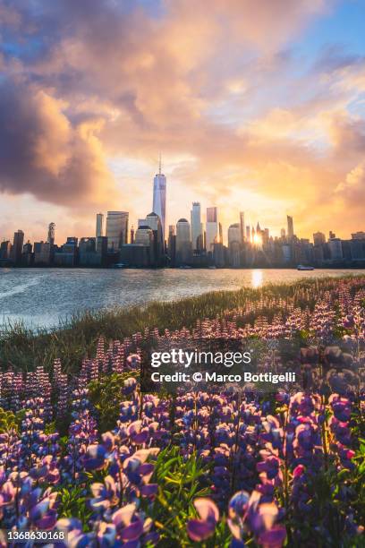 composite landscape - blossom in new york city - hudson river stock pictures, royalty-free photos & images