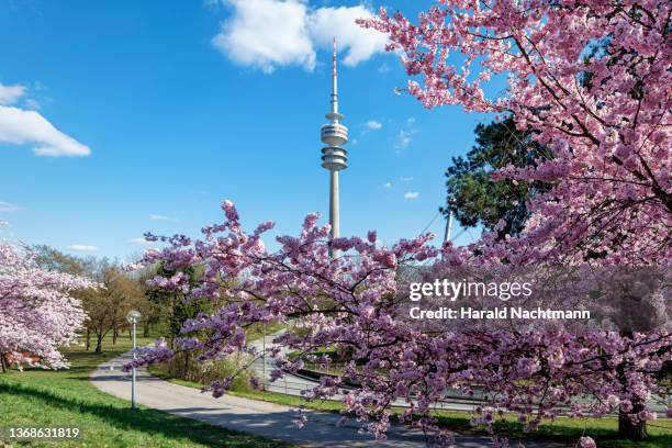 cherry blossoms against sky, munich, bavaria, germany - munich germany stockfoto's en -beelden